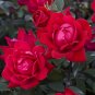 Rose Tree Rose-red Perenial Flower 100 Seeds