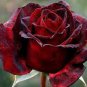 Rare Amazingly Beautiful Black Rose Flower with Red 100 Seeds