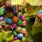 New Rare Rainbow F5 Hybrid Grape Seedling 30 Seeds