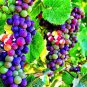 New Rare Rainbow F5 Hybrid Grape Seedling 30 Seeds