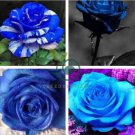 Rare Dark Blue Roses with Light Orange Heart 100 Seeds
