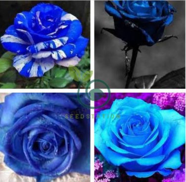 Rare Dark Blue Roses with Light Orange Heart 100 Seeds