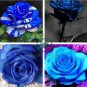 Rare Dark Blue Roses with Light Orange Heart 100 Seeds