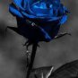 Rare Dark Blue Roses with Light Orange Heart 100 Seeds