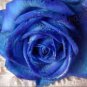 Rare Dark Blue Roses with Light Orange Heart 100 Seeds