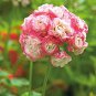Apple Blossom Light Pink Flower 20 Seeds