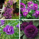Rose Purple Compact Climbing Flower 100 Seeds