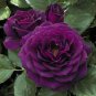 Rose Purple Compact Climbing Flower 100 Seeds