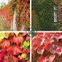 Rare Red Ivy Creeper Leaves Heirloom 20 Seeds