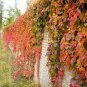 Rare Red Ivy Creeper Leaves Heirloom 20 Seeds
