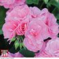 Geranium Sybil Pink 20 Seeds