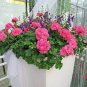 Geranium Sybil Pink 20 Seeds