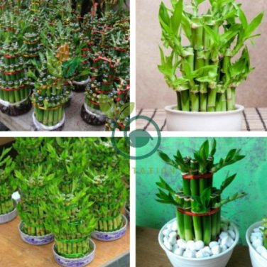 Lucky Bamboo Choose Potted Bonsai 100 Seeds
