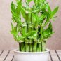 Lucky Bamboo Choose Potted Bonsai 100 Seeds