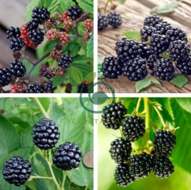 Jumbo Thornless Blackberry 200 Seeds