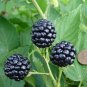 Jumbo Thornless Blackberry 200 Seeds