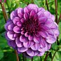 Color Dahlia Bulb Flower 100 Seeds