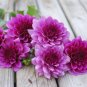 Color Dahlia Bulb Flower 100 Seeds
