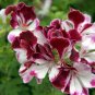 'Quantoki May' Angel Dark Red Double Petals White 20 Seeds