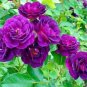 New Dark Purple Climbing Rose Perennial Flower  100 Seeds