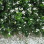 Murraya Paniculata Orange Jessamine Evergreen Plant 10 Seeds