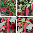Acalypha Hispida Chenille Plant (Color: Mixed) 200 Seeds
