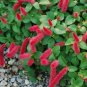Acalypha Hispida Chenille Plant (Color: Mixed) 200 Seeds