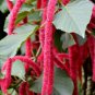 Acalypha Hispida Chenille Plant (Color: Mixed) 200 Seeds