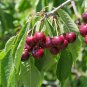 Dwarf Cherry Tree Self- Fertile Fruit Tree Bonsai 20 Seeds