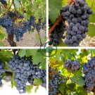 Cabernet Sauvignon Grape 200 Seeds