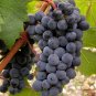 Cabernet Sauvignon Grape 200 Seeds