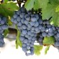 Cabernet Sauvignon Grape 200 Seeds