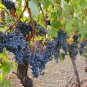 Cabernet Sauvignon Grape 200 Seeds