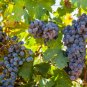 Cabernet Sauvignon Grape 200 Seeds