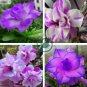 Adenium White Petals Purple Stripe Spot Flower 4 Seeds