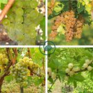 Heirloom Fragrant Sweet Green Grape Organic 30 Seeds