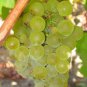 Heirloom Fragrant Sweet Green Grape Organic 30 Seeds