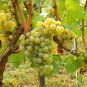 Heirloom Fragrant Sweet Green Grape Organic 30 Seeds