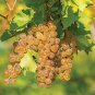 Heirloom Fragrant Sweet Green Grape Organic 30 Seeds