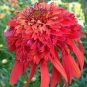 Rare Imported 'Hot Papaya' Red Echinacea Coneflowers with Double Petals 200 Seeds