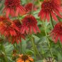 Rare Imported 'Hot Papaya' Red Echinacea Coneflowers with Double Petals 200 Seeds