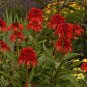 Rare Imported 'Hot Papaya' Red Echinacea Coneflowers with Double Petals 200 Seeds