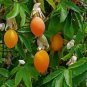 Passiflora Caerulea Passion Fruit Flowers 60 Seeds
