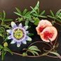 Passiflora Caerulea Passion Fruit Flowers 60 Seeds