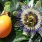 Passiflora Caerulea Passion Fruit Flowers 60 Seeds