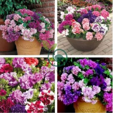 Imported Double Corrugated Mixed Purple Petunia 100 Seeds