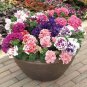 Imported Double Corrugated Mixed Purple Petunia 100 Seeds