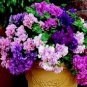 Imported Double Corrugated Mixed Purple Petunia 100 Seeds