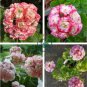 Geranium White Red Ball Type Flower 20 Seeds