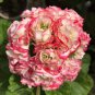 Geranium White Red Ball Type Flower 20 Seeds